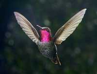 male annas hummingbird (I think.)
