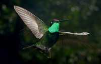 magnificent hummingbird 