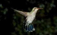 female broadbill hummingbird 