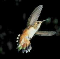 female rufous hummingbird or posssibly immature