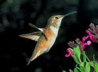 female rufous hummingbird or posssibly immature