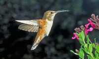 female rufous hummingbird or posssibly immature