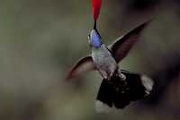 male blue-throated hummingbird 
