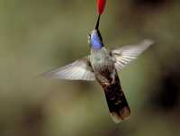 male blue-throated hummingbird 