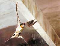 Painting of a barn swallow by R. W. Scott