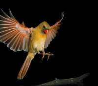 female cardinal 