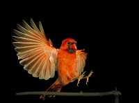 male cardinal 