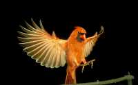 male cardinal 