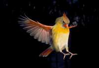 female cardinal 