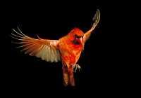 male cardinal 