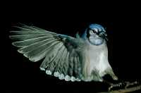 blue jay 