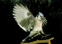 blue jay 