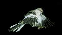 mockingbird 