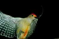 red-bellied woodpecker 