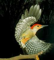 red-bellied woodpecker 