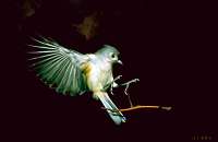 002 Tufted Titmouse