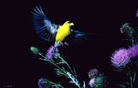 003 American Goldfinch