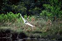 004 Great Egret