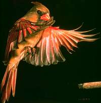 Cardinal Bird Flight on Belows  60  Birds In Flight  Images  Click Photo To View Larger Image