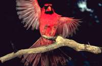 008 Male Cardinal