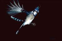 011 Blue Jay