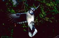 012 Blue Jay