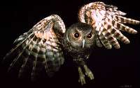 016 Screech Owl