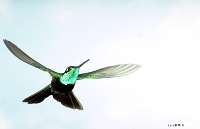 022 Male Magnificent Hummingbird