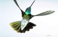 024 Male Magnificent Hummingbird