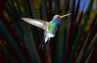 028 Male Broadbill Hummingbird