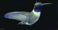 029 Male Black Chinned Hummingbird