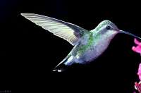 030 Female Black Chinned Hummingbird