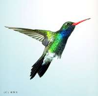 032 Male Broadbill Hummingbird