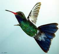 033 Male Broadbill Hummingbird