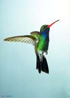 034 Male Broadbill Hummingbird
