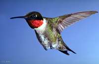 035 Male Ruby Throated Hummingbird
