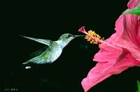 039 Immature Male Ruby Throated Hummingbird