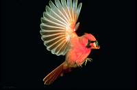 041 Male Cardinal