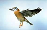 042 Male American Kestrel