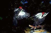 049 Male and Female Pileated Woodpecker