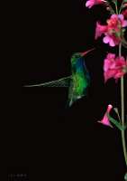 050 Male Broad Bill Hummingbird