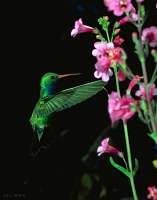 052 Male Broad Bill Hummingbird