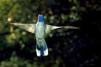 057 Male Blue Throated Hummingbird