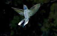 058 Male Blue Throated Hummingbird