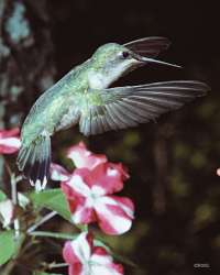 001 6x7 Female Ruby Throat Humming Bird 