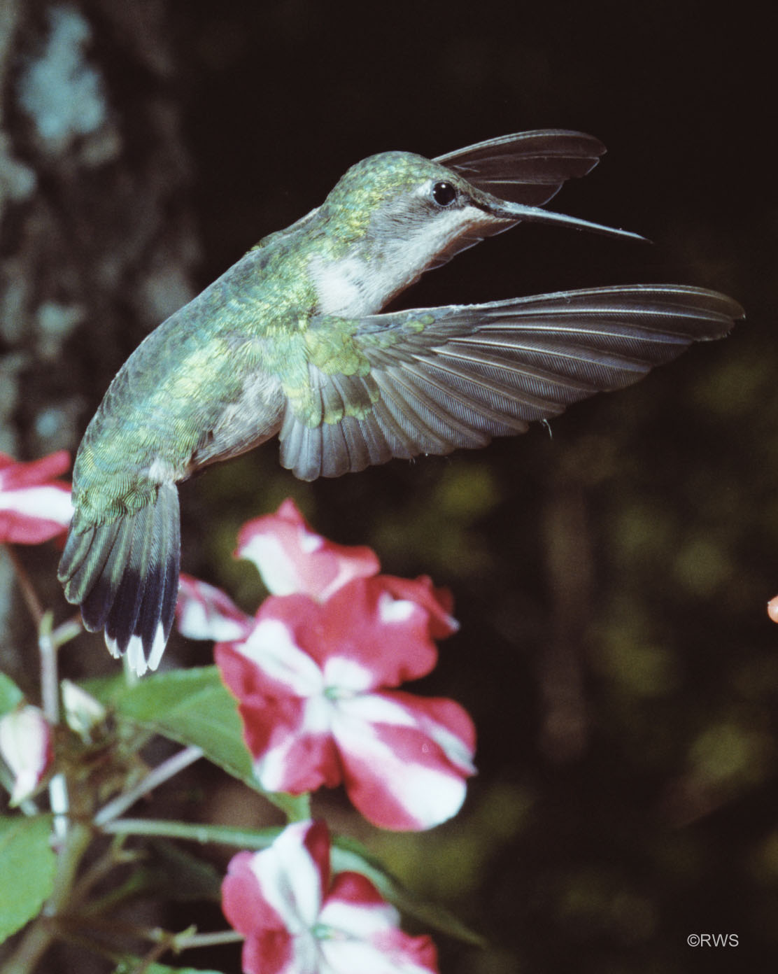 001 6x7 Female Ruby Throat Humming Bird