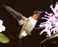 002 6x7 Male Ruby Throat Humming Bird