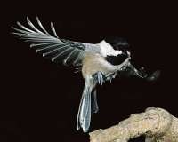 003 2 chickadee