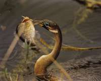 005 Anhinga and fish