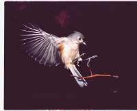 006 6x7 Titmouse